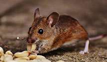 24 Hour & Emergency Exterminators in Saint Joseph, MN